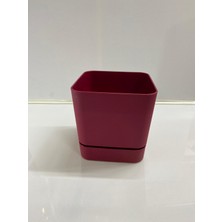 Poliwork Begonya 16 cm Bordo Kare Tabaklı Saksı