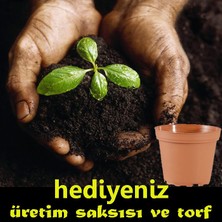 Oxe Garden Aslanağzı Doğal Çiçek Tohumu 50 'li Al SaksıTorf  Ev Bahçe İçin