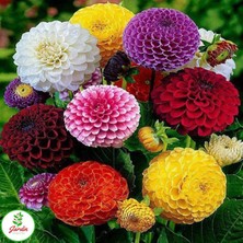 Oxe Garden Zinya Zinnia Çiçeği 10 'li Çiçek Tohumu Al  SaksıTorf  Ev Bahçe ve Terasa İçin