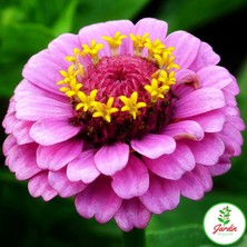 Oxe Garden Zinya Zinnia Çiçeği 10 'li Çiçek Tohumu Al  SaksıTorf  Ev Bahçe ve Terasa İçin