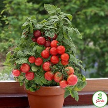 Oxe Garden Cherry Domates Tohumu Al SaksıTorf  15 'li Doğal Salkım Çeri Ev Bahçe İçin