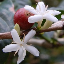 Oxe Garden Kahve Ağacı Çiçek Tohumu 3 'li Al SaksıTorf  Kokulu Ev ve Bahçe İçin