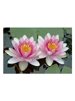 Ata Tohumculuk 2 'li Tohum Nadir Bulunan Pembe Lotus Çiçeği Tohumu Lotus Su Çiçeği Tohumu Nilüfer Çiçeği Tohumu