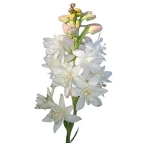 Armenbotanik Mis Kokulu Sümbülteber Çiçek Soğanı (5 Adet)