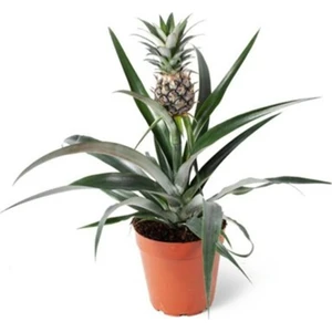 Fidan Sepetim Ananas Bitkisi *üzeri Meyveli*