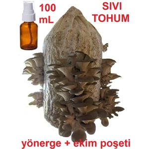 Tarımsal ve Hayvansal Ürünler 100 ml Istiridye Kavak Kayın Mantarı Tohumu + Ekim Poşeti + Yönerge