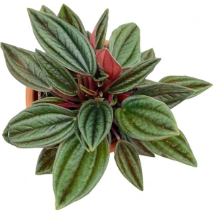 Nadir Kaktüs Peperomia Caperata Zümrüt Dalgası