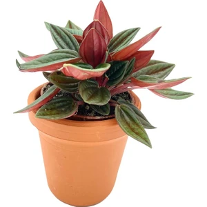 Nadir Kaktüs Peperomia Caperata Zümrüt Dalgası