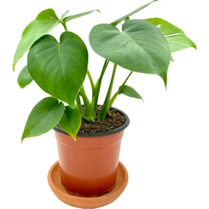 Nadir Kaktüs Monstera Deliciosa Orta Boy
