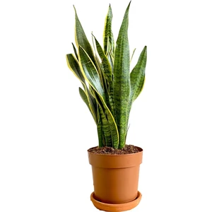 Nadir Kaktüs Sansevieria Trifasciata Paşa Kılıcı