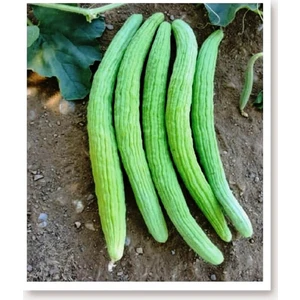 Agro Tohum Ata Tohumu Yerli Acur Köy Tipi 1 gr Yaklaşık 30 Adet