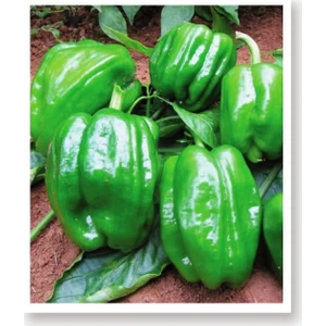 Agro Tohum Ata Tohumu Yöresel Acı Dolma Biber Antep 1 gr Yaklaşık 100 Adet