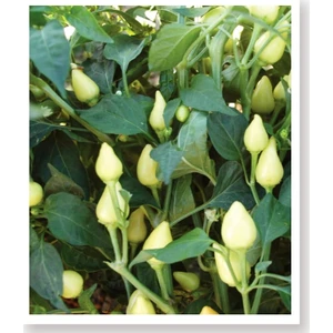 Agro Tohum Ata Tohumu Yerli Badem Biberi 1 gr Yaklaşık 100 Adet