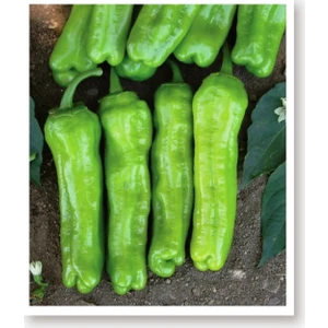 Agro Tohum Ata Tohumu Yeşil Biber Mazamort 1 gr 100 Adet