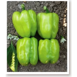 Agro Tohum Ata Tohumu Tatlı Kandil  Biberi 1 gr 100 Adet