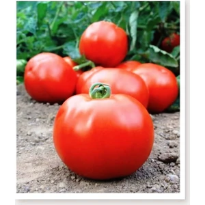 Agro Tohum Ata Tohumu Yerli Iri Domates 1 gr 300 Adet Tohum