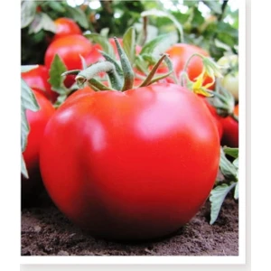Agro Tohum Ata Tohumu Yerli Sofralık Domates 1 gr 300 Adet Tohum