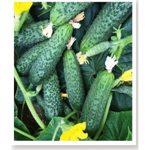 Agro Tohum Asil F1 Hybrit Kornişon Hıyar Tohumu 10 gr