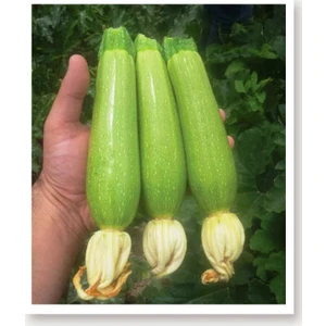 Agro Tohum Ata Tohumu Yerli Kabak Tohumu 1 gr 5 Adet Tohum