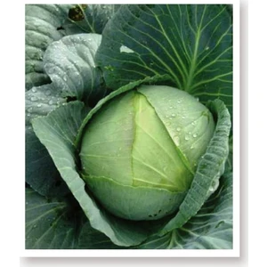 Agro Tohum Ata Tohumu Yerli Yalova Lahanası 1 gr Yaklaşık 200 Adet Tohum
