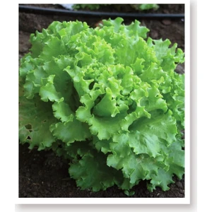 Agro Tohum Ata Tohumu Yerli Marul Arapsaçı 1 gr Yaklaşık 1000 Tohum