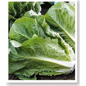 Agro Tohum Ata Tohumu Marul Yedıkule 1 gr Yaklaşık 1000 Adet Tohum