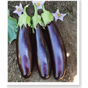 Agro Tohum Ata Tohumu Yöresel Kemer Patlıcan Tohumu 1 gr 200 Adet Tohum