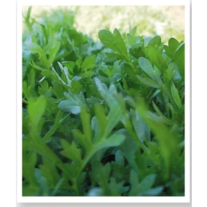 Agro Tohum Ata Tohumu Yerli Ince Tere 1 gr 200 Adet Tohum