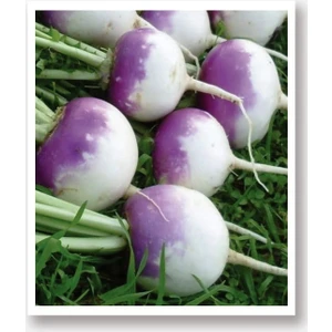 Agro Tohum Ata Tohumu Yerli Beyaz Şalgam Turp 1 gr 100 Adet Tohum