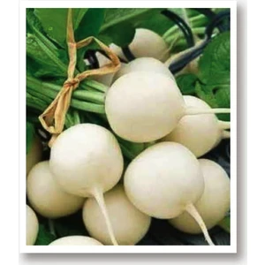 Agro Tohum Yerli Doğal Turp Beyaz Inci 1 gr 100 Adet Tohum