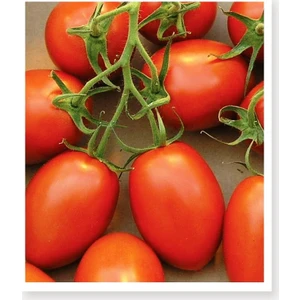 Agro Tohum Ata Tohumu Yerli Doğal Bursa Domatesi 1 gr 300 Adet Tohum
