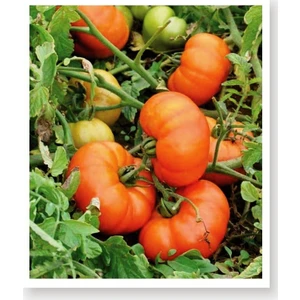 Agro Tohum Ata Tohumu Yerli Doğal Köy Domatesi 1 gr 300 Adet Tohum