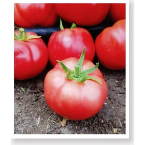 Agro Tohum Ata Tohumu Yerli Pembe Köy Domatesi 1 gr 300 Adet Tohum