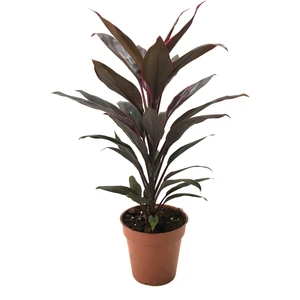 - Cordyline 'Rumba' (Kordilin Çiçeği)