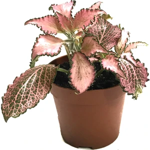 Fittonia - Pembe (Fitonya Çiçeği)