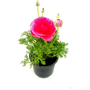 Şakayık, Erengül 20-30 cm Boyunda Pembe Renk