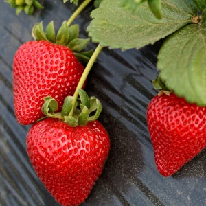 Ucuzluk Diyarı 40'lı Camarosa Çilek Fidesi Açık Kök Taze Söküm ve Frigo