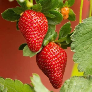 Ucuzluk Diyarı 150'LI Sweet Charlie Çilek Fidesi Açık Kök Taze Söküm ve Frigo