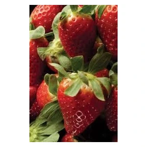 Ucuzluk Diyarı 60'lı Fern Çilek Fidesi Açık Kök Taze Söküm ve Frigo