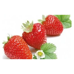 Ucuzluk Diyarı  San Andreas Çilek Fidesi Açık Kök Taze Söküm ve Frigo 50'li