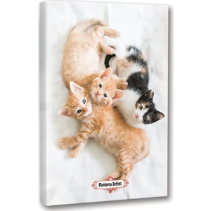 Halk Kitabevi Oyuncu Kedi Planlama Defteri 13.5 x 19.5 cm