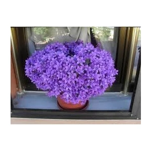 Ata Tohumculuk 5 'li Tohum Nadir Bulunan Nobelya Maviş Çiçeği Tohumu Saksı Toprak