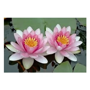 Ata Tohumculuk 2 'li Tohum Nadir Bulunan Pembe Lotus Çiçeği Tohumu Lotus Su Çiçeği Tohumu Nilüfer Çiçeği Tohumu