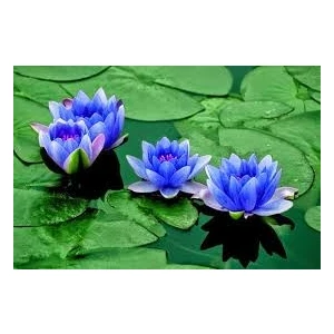 Ata Tohumculuk 2 'li Tohum Nadir Bulunan Mavi Lotus Çiçeği Tohumu Lotus Su Çiçeği Tohumu Nilüfer Çiçeği Tohumu