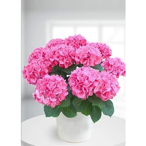 Ortanca pembe Çiçekli 20-30 cm Boy