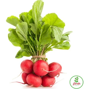 Oxe Garden Fındık Kıtır Kahvaltı Turpu 50 'li Doğal Tohum Ev ve Bahçe İçin