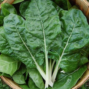 Oxe Garden Sarmalık Pazı Tohumu 100 'li Doğal Tohum Yerli Bahçe İçin