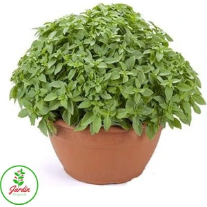Oxe Garden Top Fesleğ 15 'li Çiçek Tohumu Al SaksıTorf Doğal Sinek Kovucu Ev Bahçe İçin