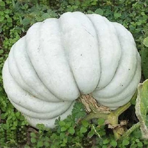 Oxe Garden Kestane Bal Kabağı 5 'li Doğal Tohum