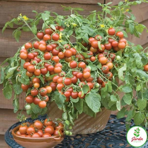 Oxe Garden Cherry Domates Tohumu Al SaksıTorf  15 'li Doğal Salkım Çeri Ev Bahçe İçin